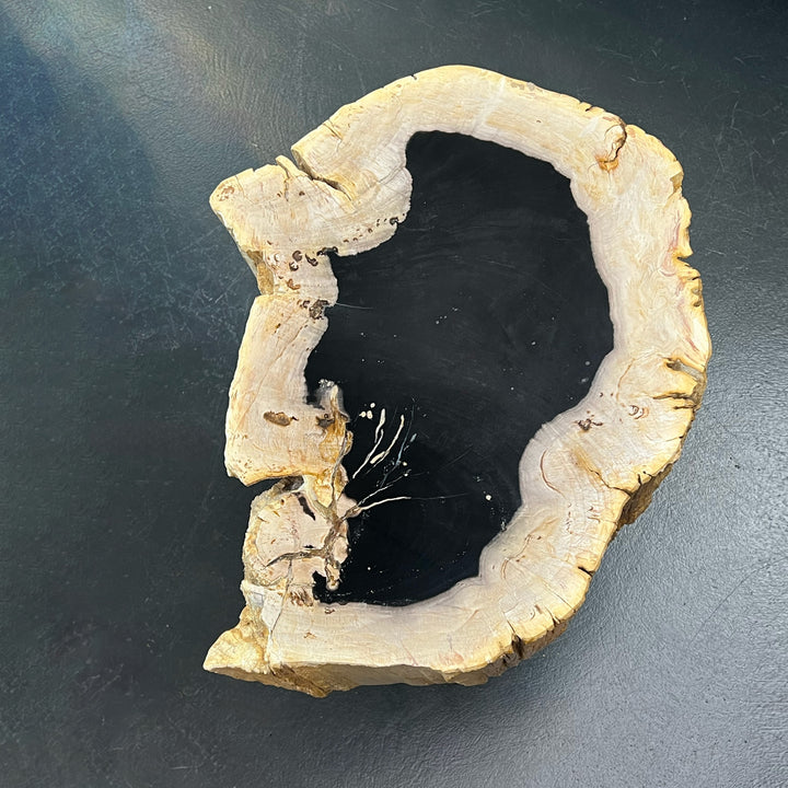 janua | bc 05 stomp stone table | petrified wood + black base 40cm - 001