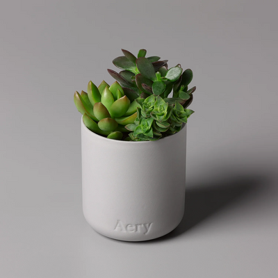 aery living | fernweh scented candle | persian thyme