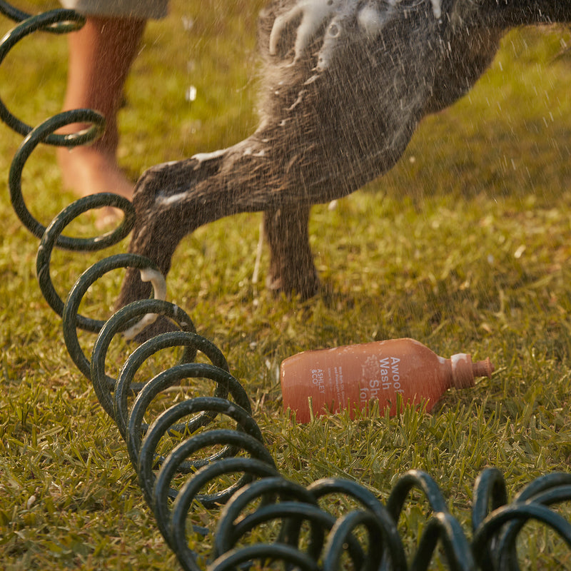 ashley + co | awoof wash dog shampoo