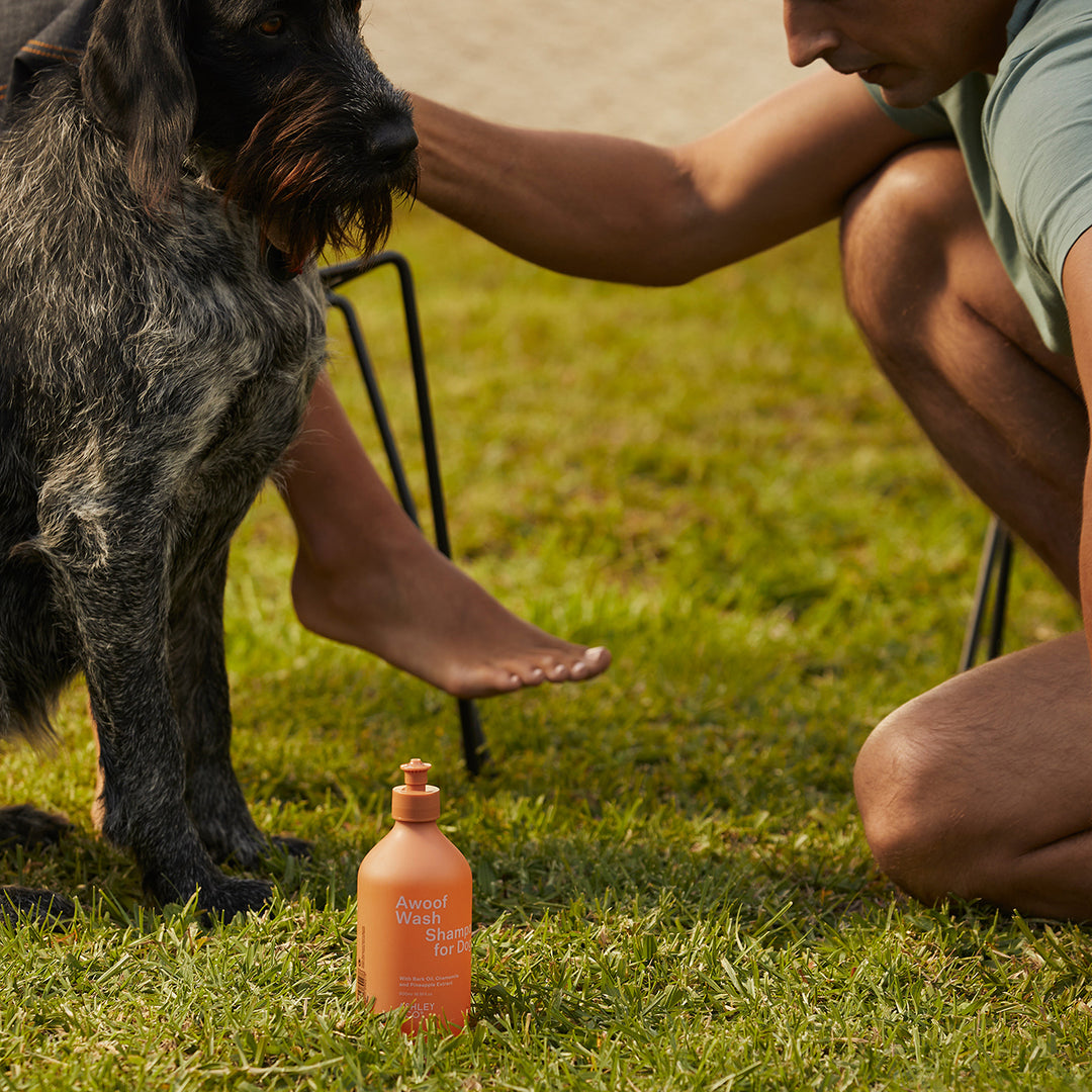 ashley + co | awoof wash dog shampoo | topup