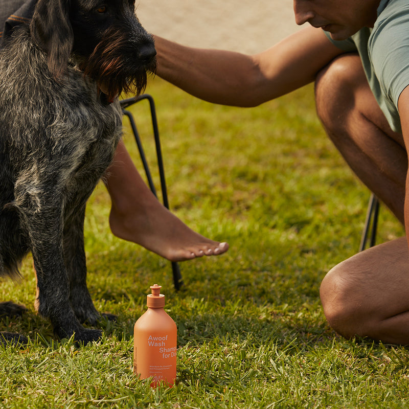 ashley + co | awoof wash dog shampoo