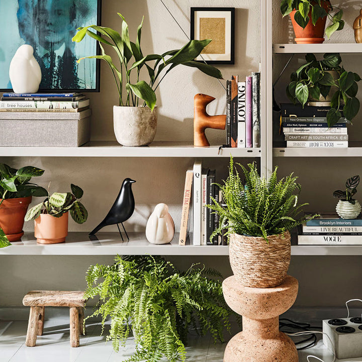 vitra | eames house bird | black alder - DC