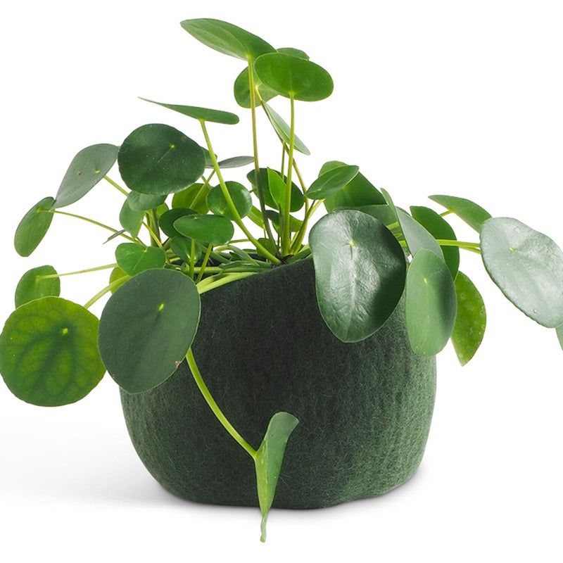 aveva | flower pot 16 | wool cover | moss green medium - LC