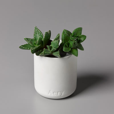 aery living | fernweh scented candle | nordic cedar