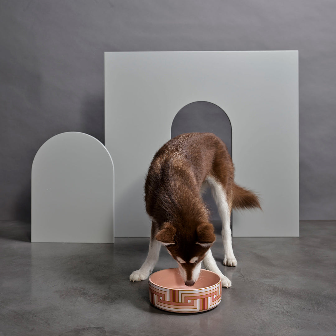 greg natale | paris pet bowl ~ DC