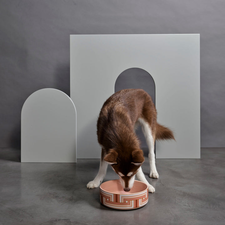 greg natale | paris pet bowl ~ DC